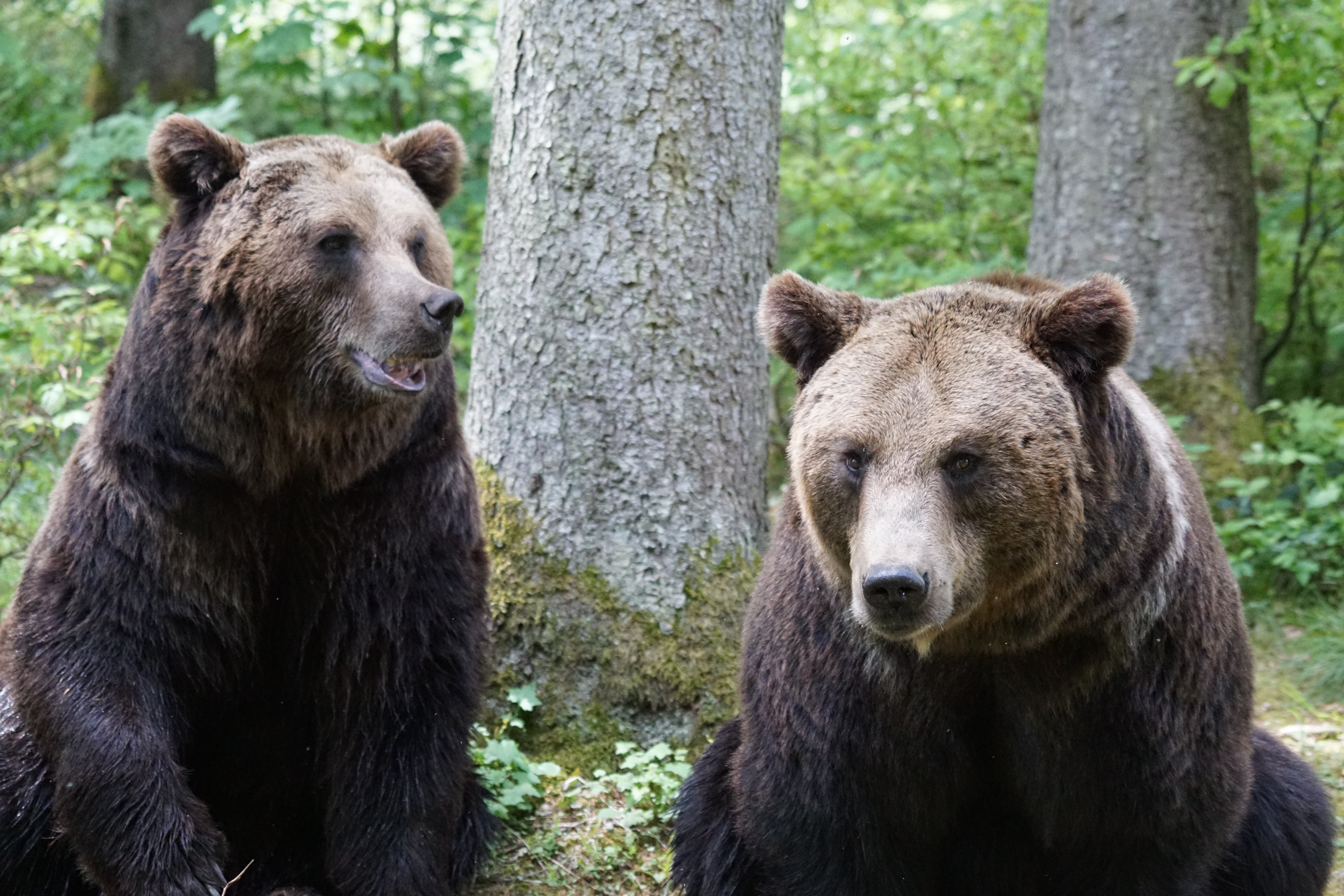 A bear